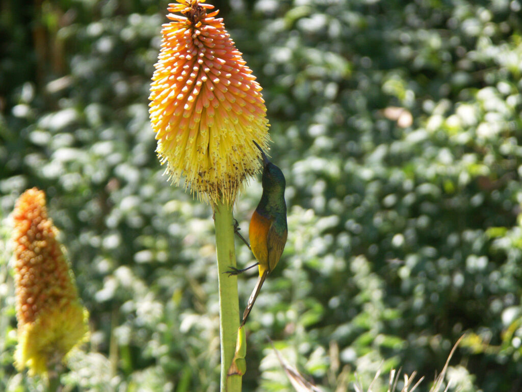 Vibrant Bird on Fiery Orange Flowers: Nature's Bold Beauty Wallpaper