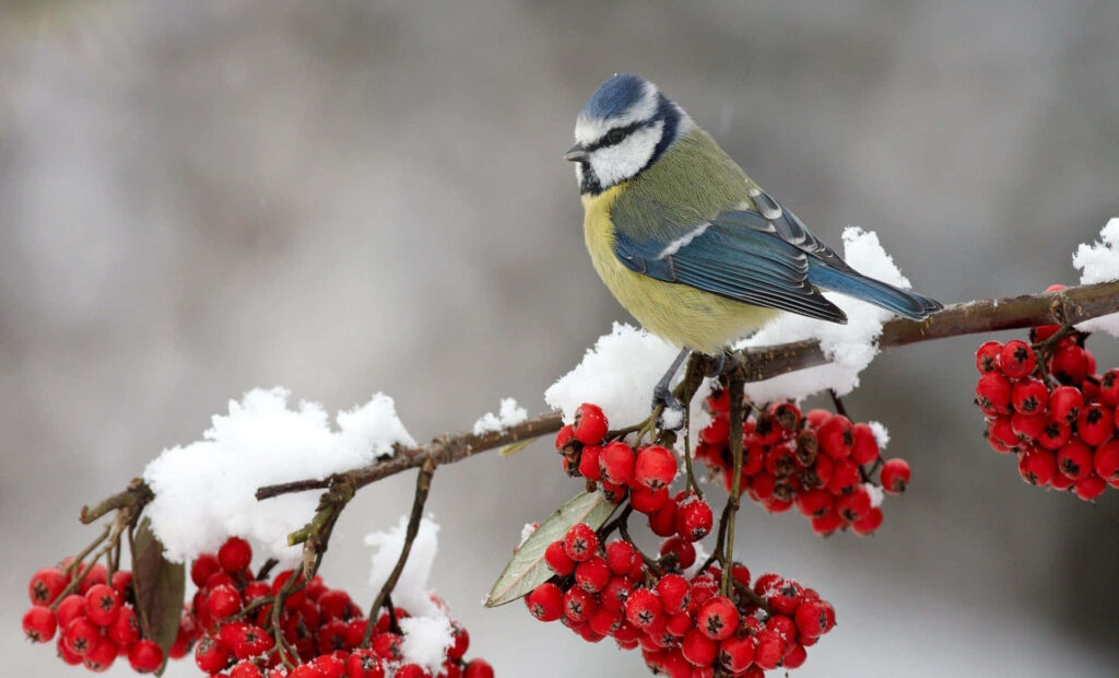 Vibrant Bird on Snowy Branch: Serene Winter Wallpaper Background