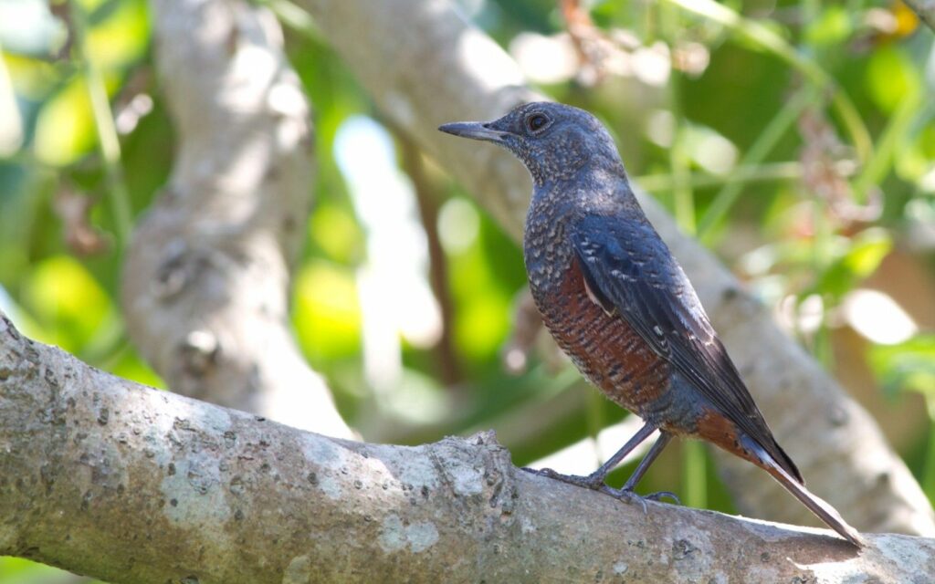Serene Bird on Tree Branch - Vibrant Natural Background Wallpaper