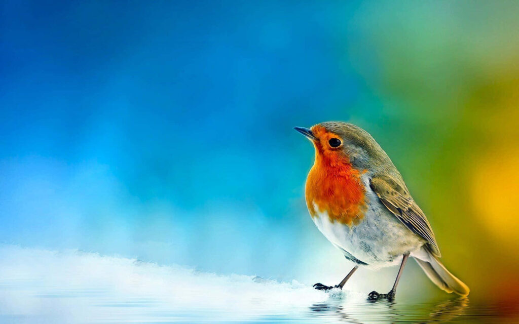 Vibrant Bird with Red-Orange Chest on Serene Sunlit Background Wallpaper