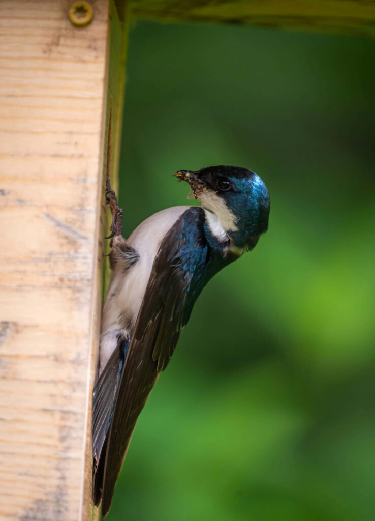 Vibrant Swallow at Birdhouse: Serene Nature Wallpaper
