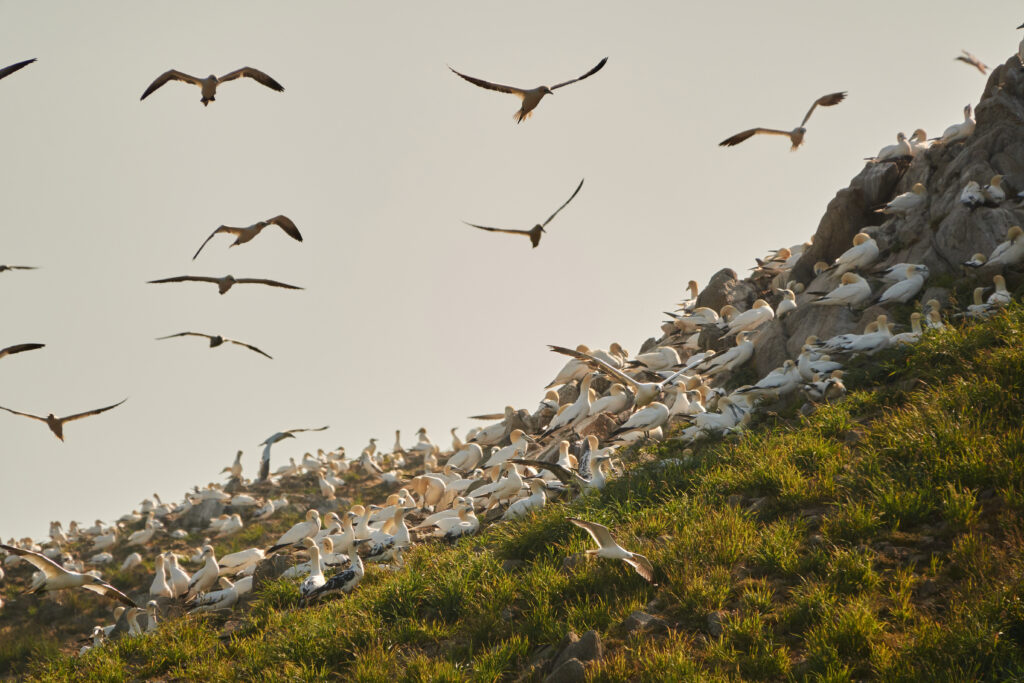 Vibrant Birds in Flight Over Grassy Slope - Nature Wallpaper