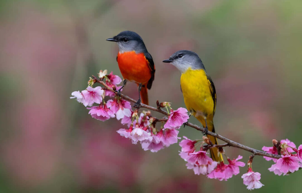 Vibrant Birds on Cherry Blossom Branch - Spring Nature Wallpaper