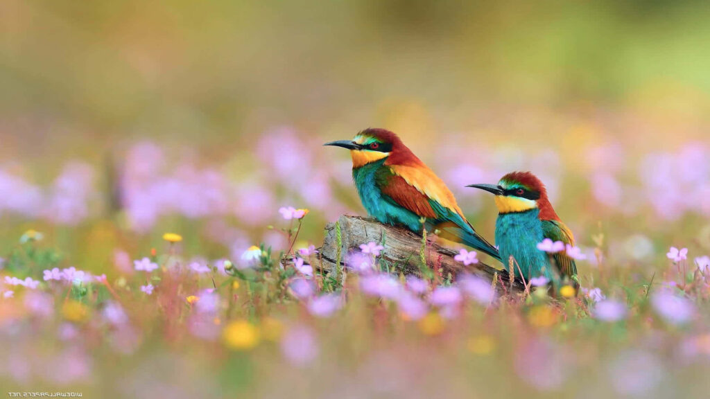 Colorful Birds on a Log in a Vibrant Flower-Filled Field Wallpaper