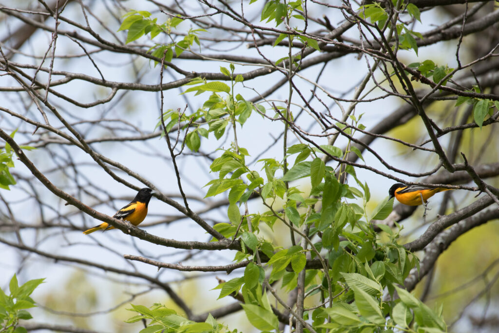 Vibrant Birds on Branches: A Lush Green Natural Scene Wallpaper