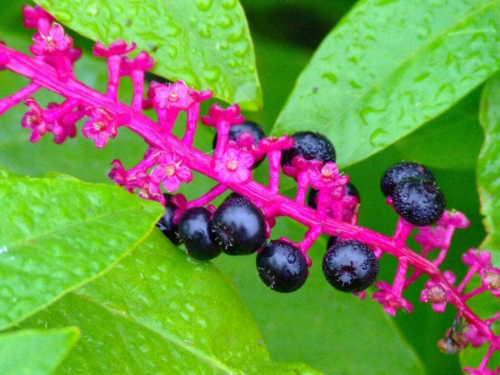 Glossy Black Berries on Magenta Stem - Lush Green Wallpaper Background