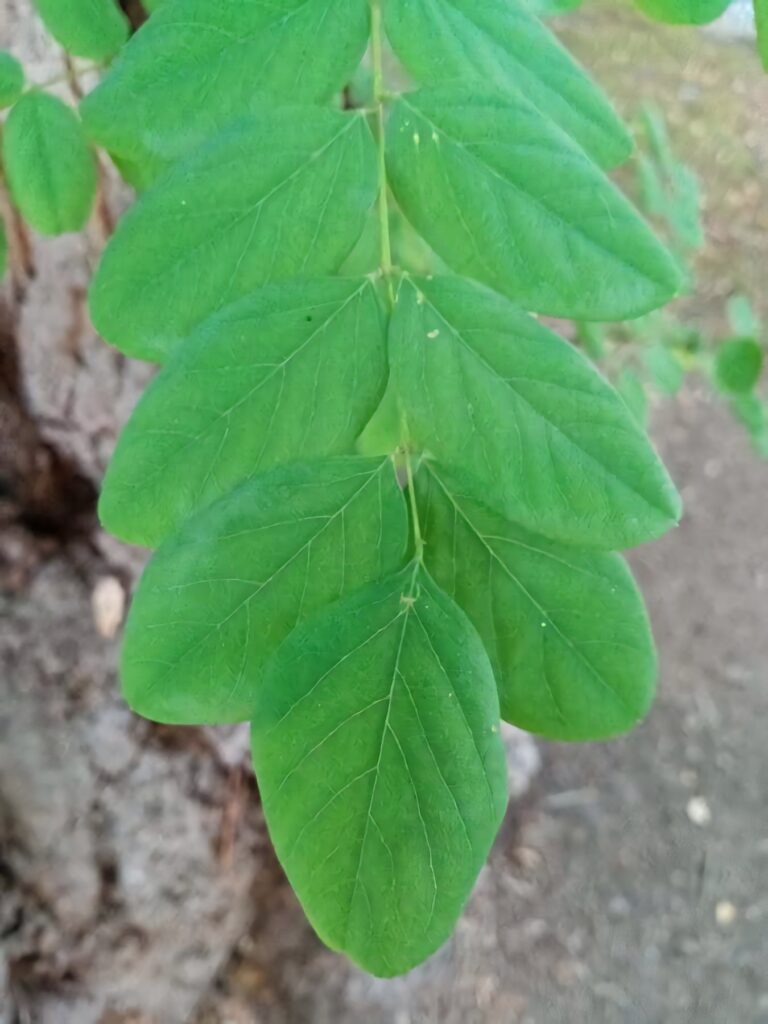 Vibrant green Black Locust tree leaves with detailed vein patterns nature wallpaper background