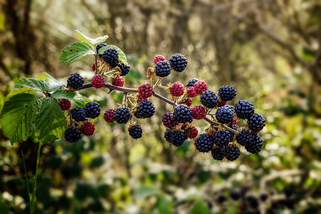Vibrant Blackberry & Raspberry Branch - Lush Green Wallpaper