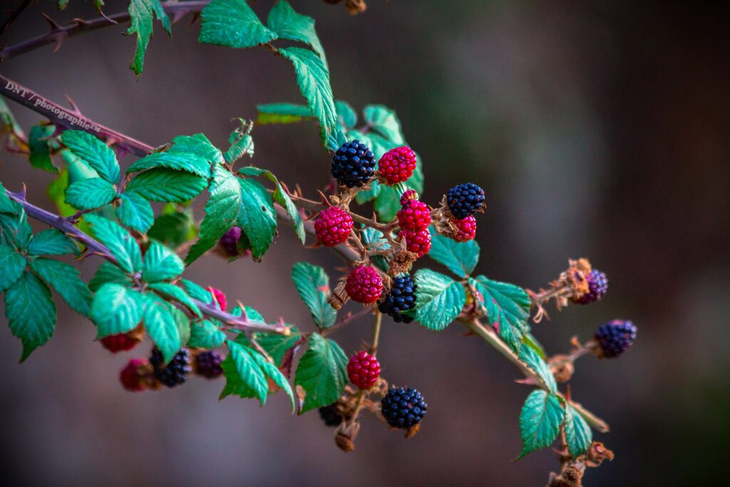 Vibrant Blackberry Raspberry Wallpaper with Lush Green Leaves
