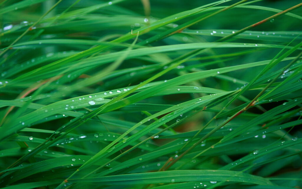 Verdant Vistas: A Captivating HD Wallpaper of Lush Green Grass Blades – A Stunning Nature Background Photo