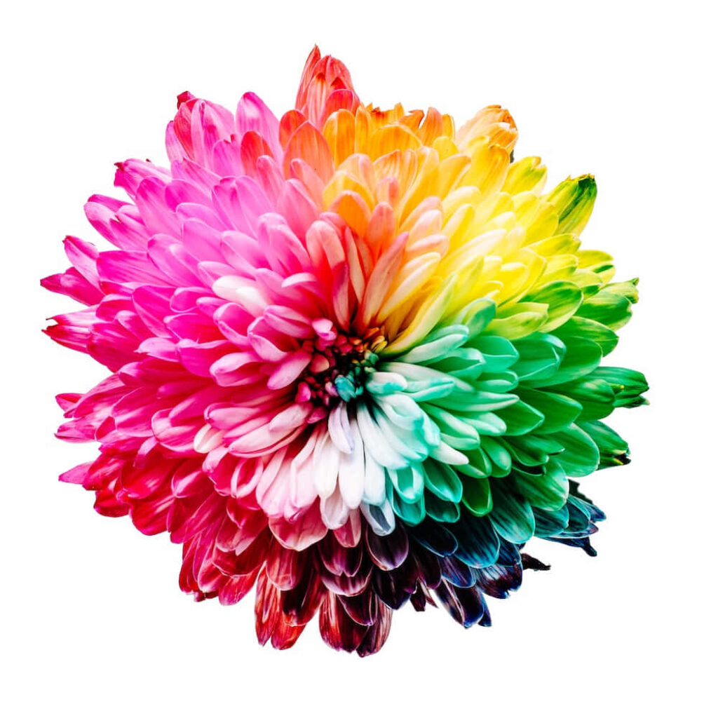 Vibrant Flower Wallpaper: Colorful Blooming Floral Background