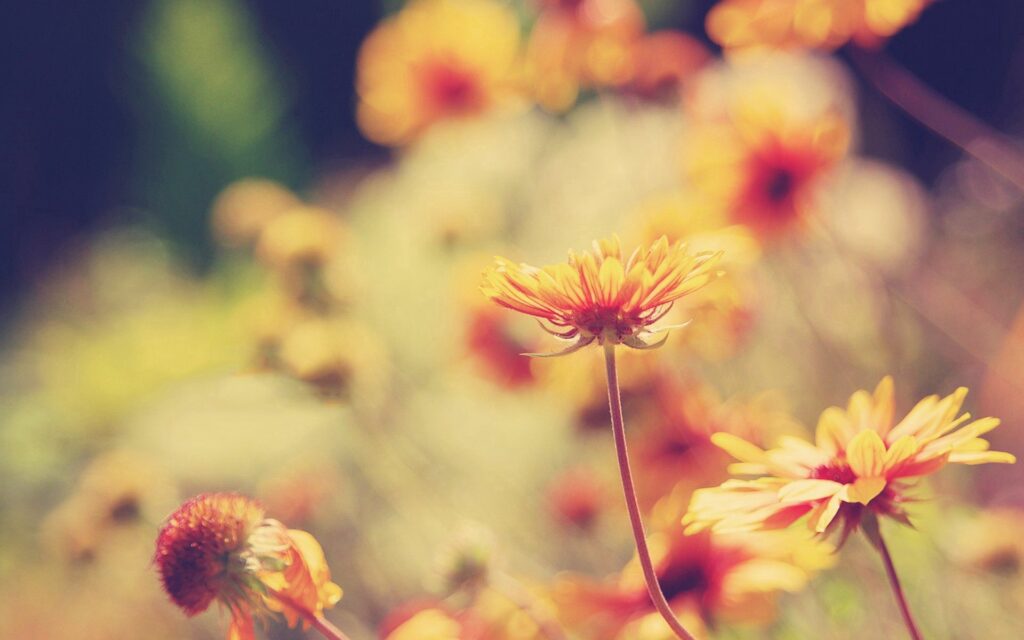 Blooming Flowers Wallpaper: Soft Focus Nature-Inspired Background