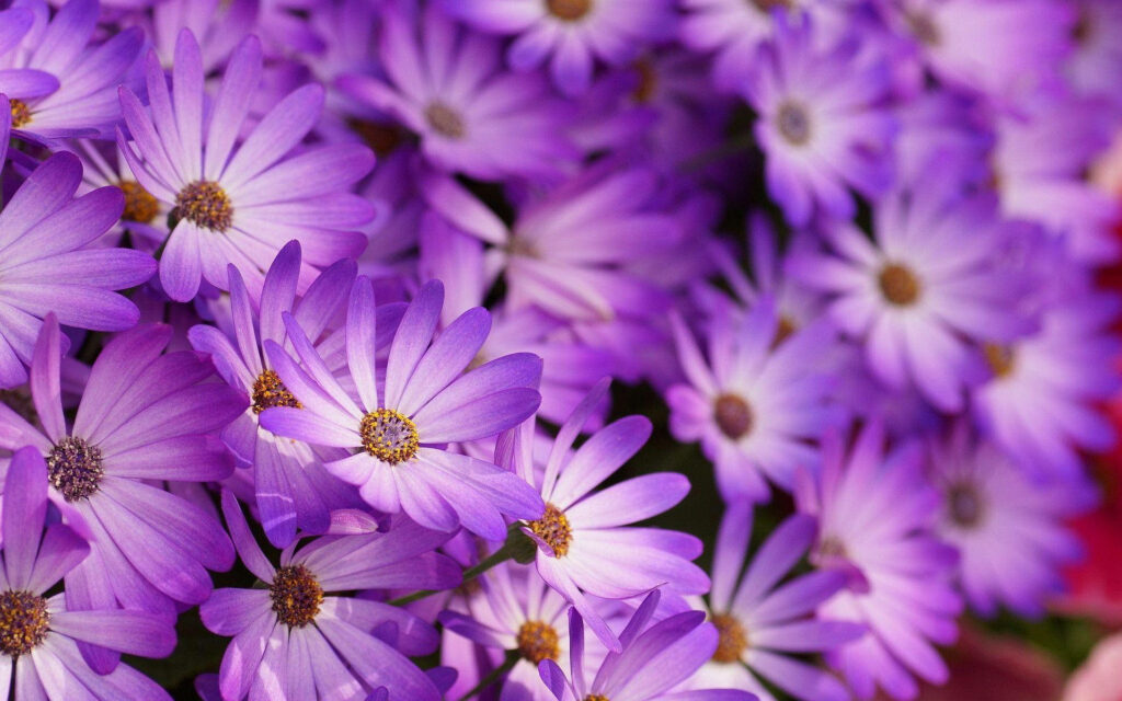 Enchanting Floral Display: Captivating Purple Blooms for Your Desktop Wallpaper