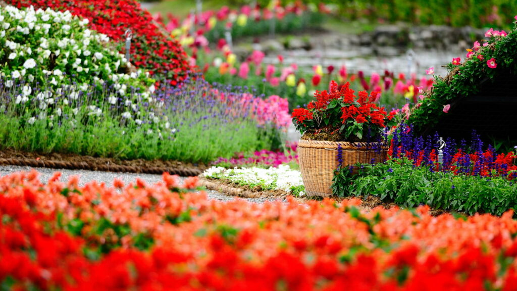 Blooming Beauty: A Garden Filled with Colorful Flowers - HD Wallpaper