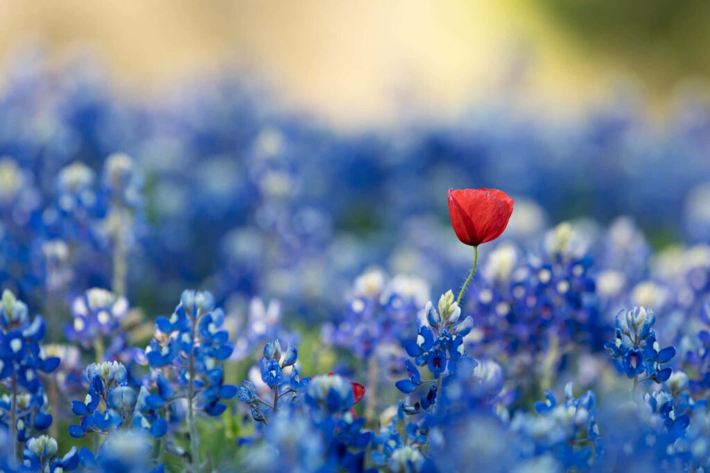 Blooming Tranquility: 2048 X 1366 Blue Flower Desktop Background Wallpaper