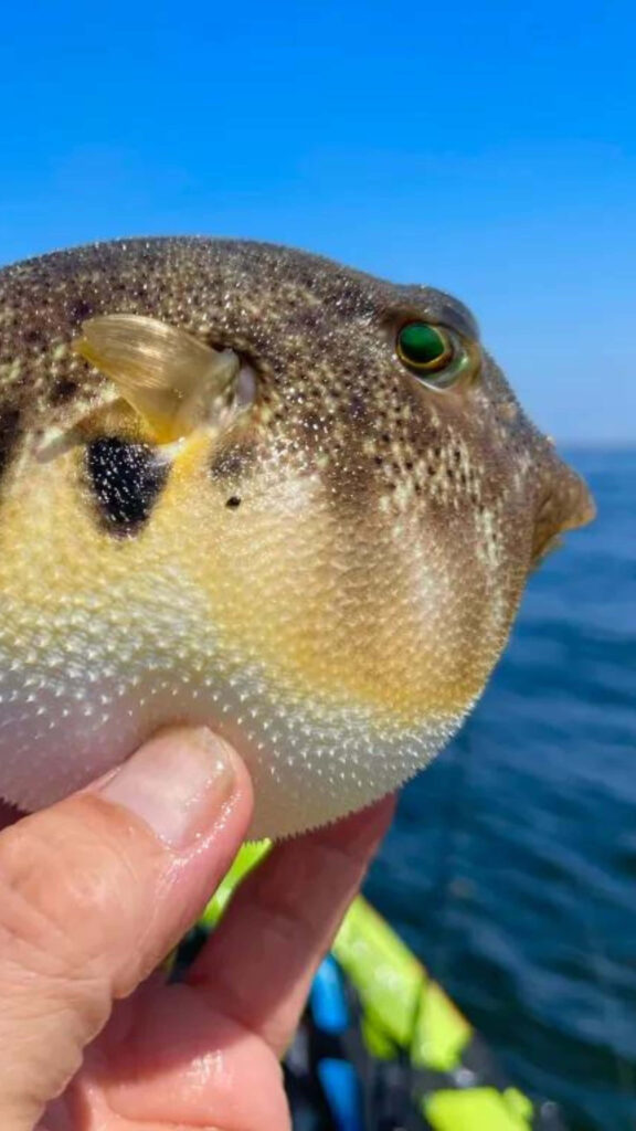 Human hand holding vibrant blowfish over calm ocean waters with clear blue sky background Wallpaper