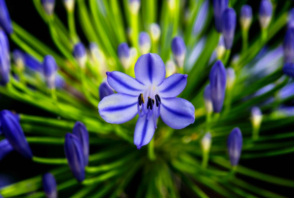 Vibrant Blue Agapanthus Flower Macro Wallpaper - Lush Green Stems