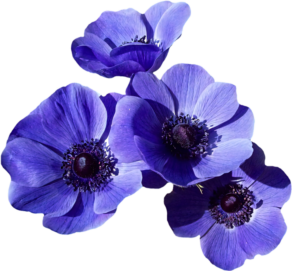 Vibrant Blue Anemone Blossoms Wallpaper: Delicate Floral Background