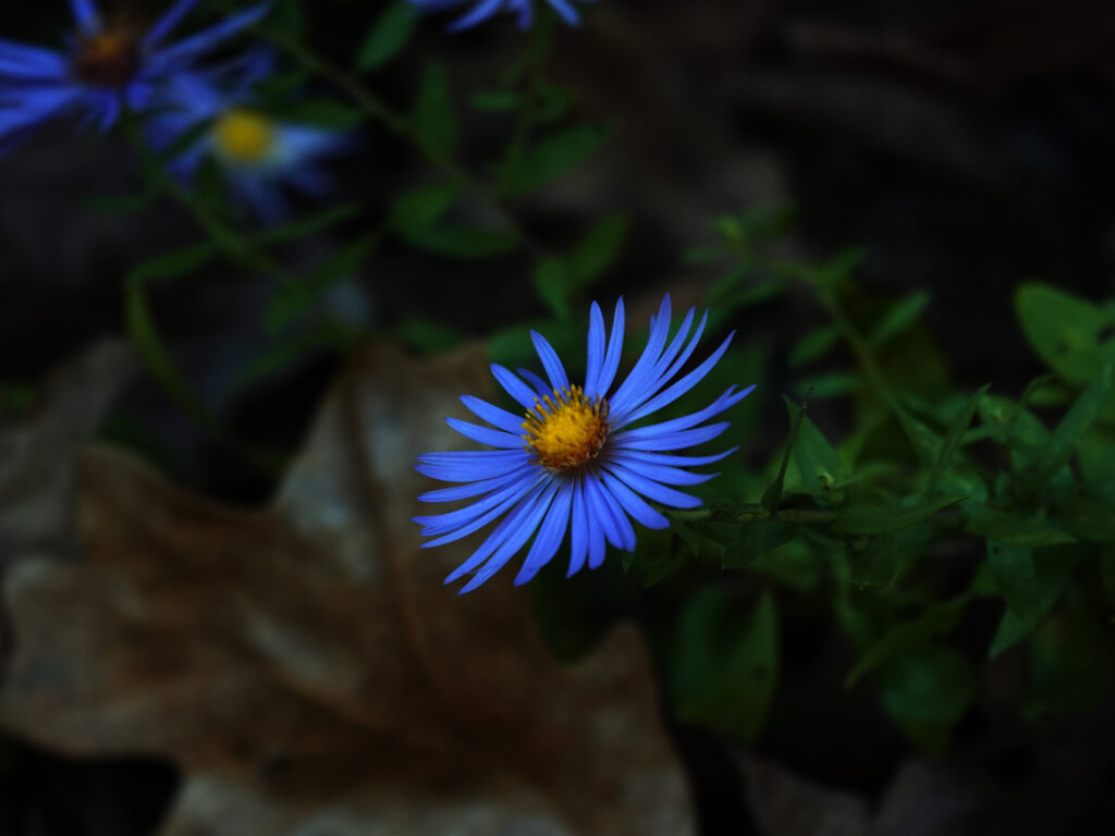 Macro Blue Aster Flower Wallpaper: Vibrant Petals & Yellow Center