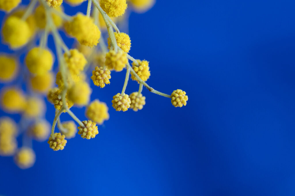Delicate Yellow Mimosa Flowers on Vibrant Blue Background - Macro Shot Wallpaper