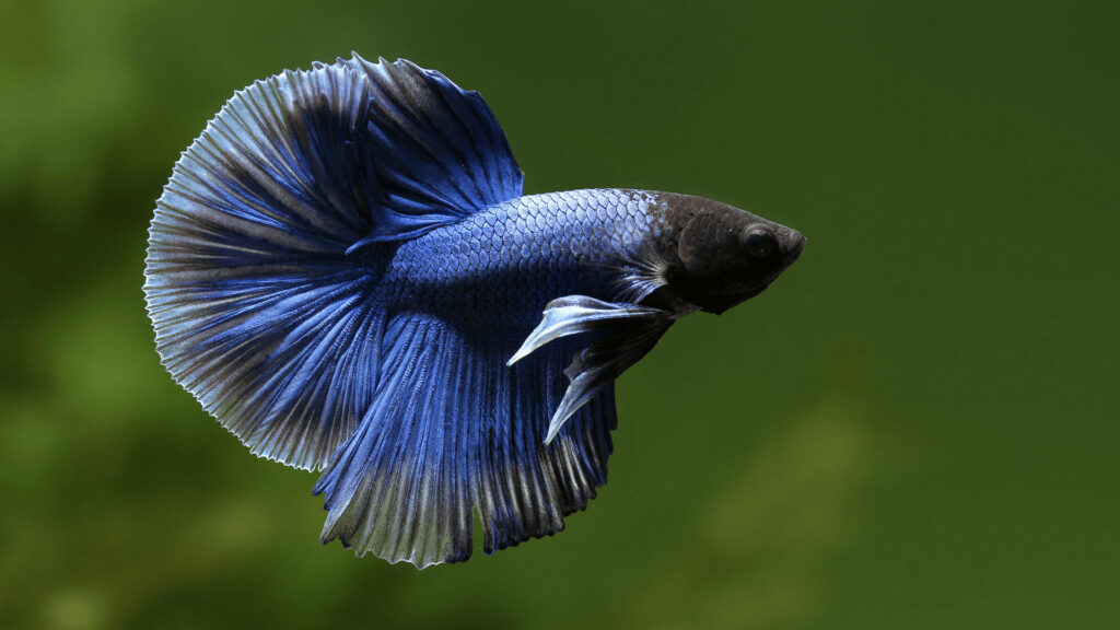 Vivid blue Betta fish with flowing fins on soft green background vibrant aquarium wallpaper