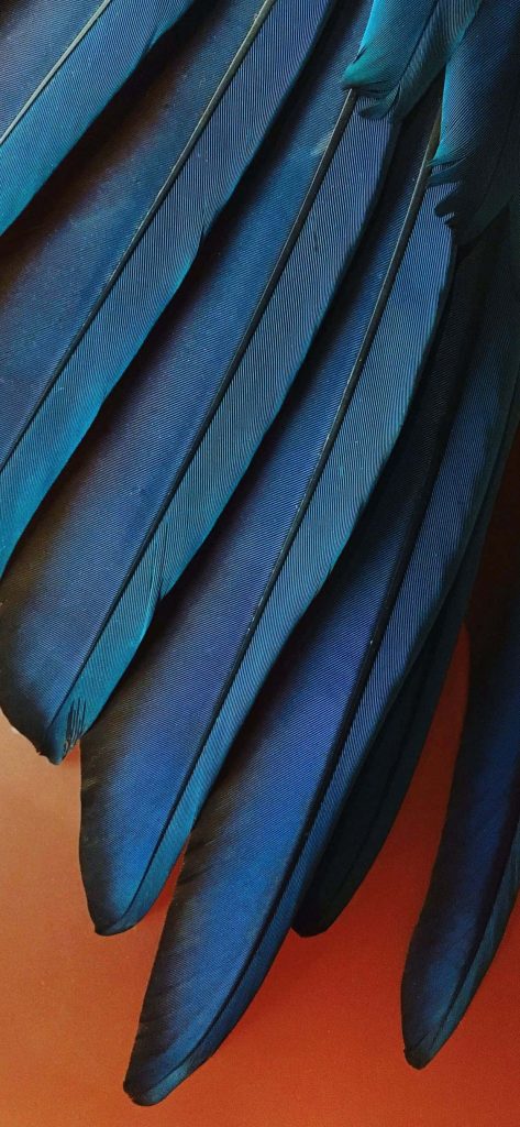 Macro photo of vibrant blue bird feathers with rich textures and deep navy hues background Wallpaper