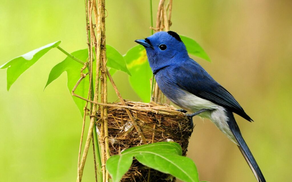 Vibrant Blue Bird Nest Wallpaper: Serene Nature Background