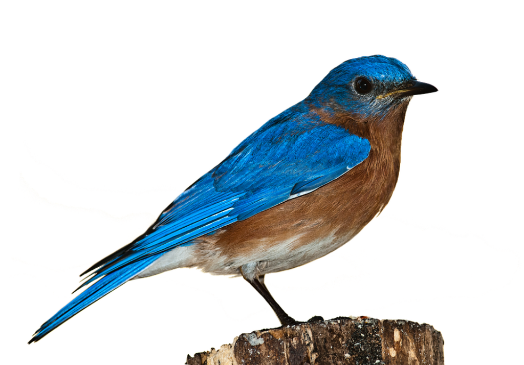 Vibrant Blue Bird on Stump: Striking Azure Plumage Wallpaper