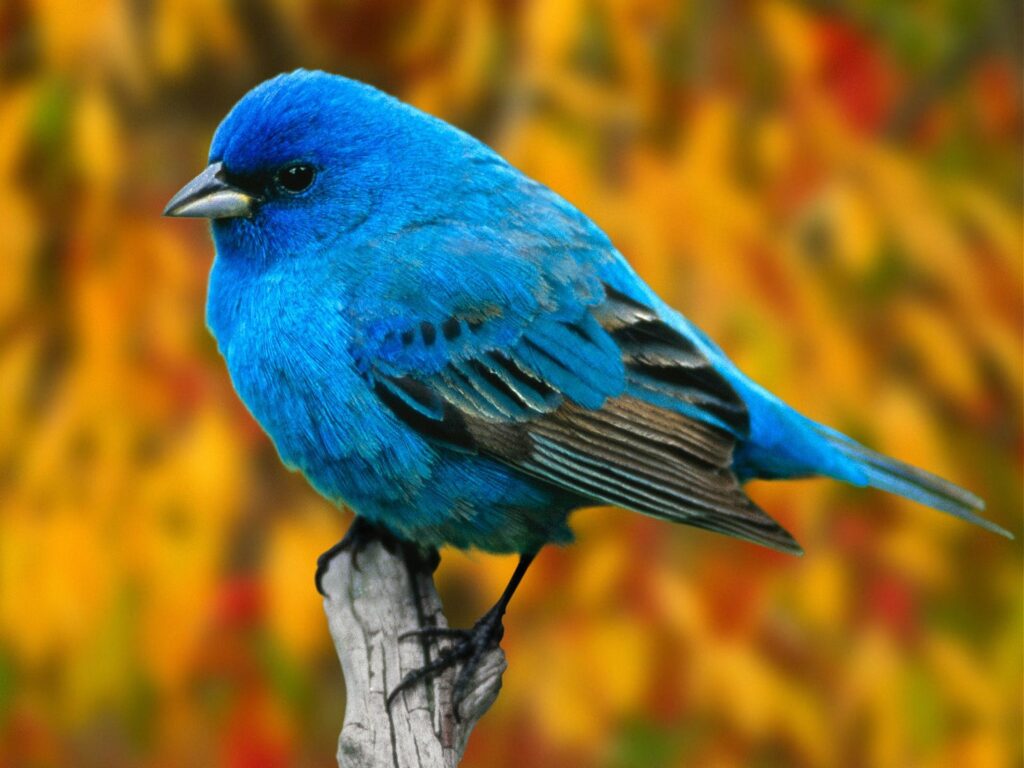 Vibrant Blue Bird Wallpaper - Serene Nature Background