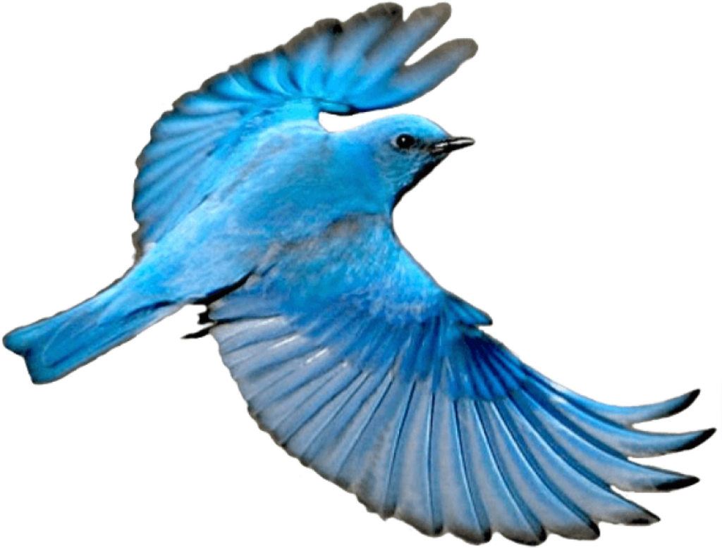 Vibrant Blue Bird in Flight: Graceful Wings & Energetic Freedom Wallpaper