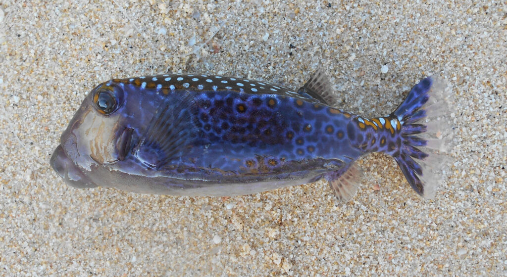 Vibrant blue boxfish with intricate patterns swimming over sandy ocean floor underwater wallpaper