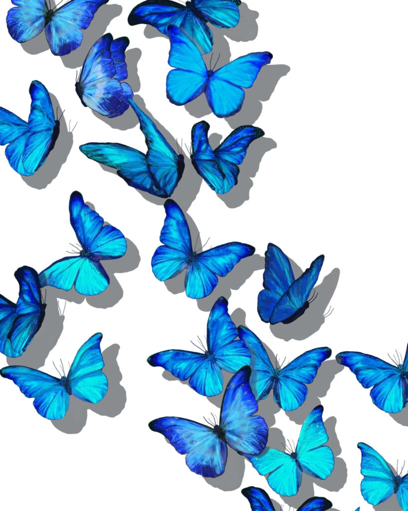 Vibrant Blue Butterflies Wallpaper on Clean White Background