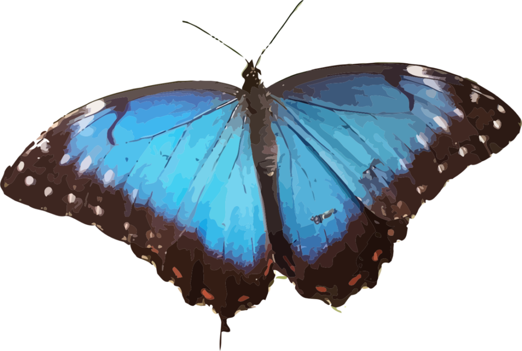 Vibrant Blue Butterfly PNG - Intricate Wing Patterns Wallpaper Background