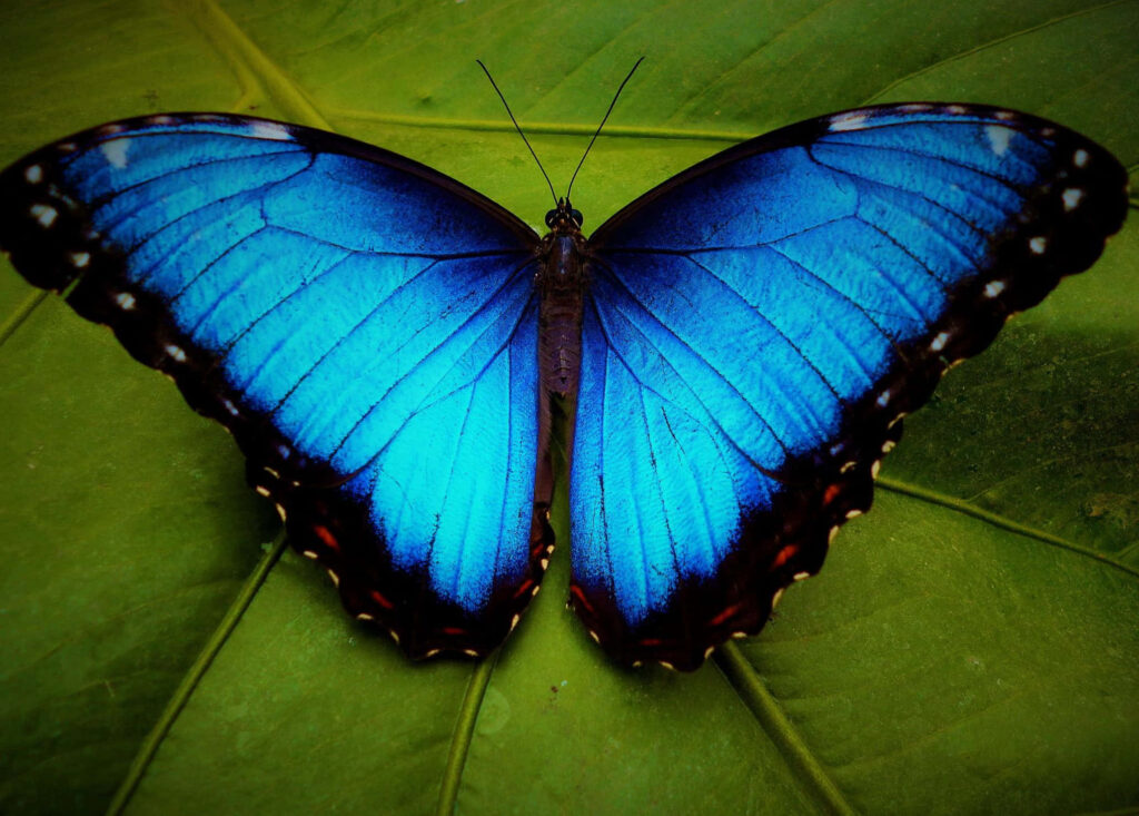 Vibrant Blue Butterfly Wallpaper: Elegant Detail on Green Leaf