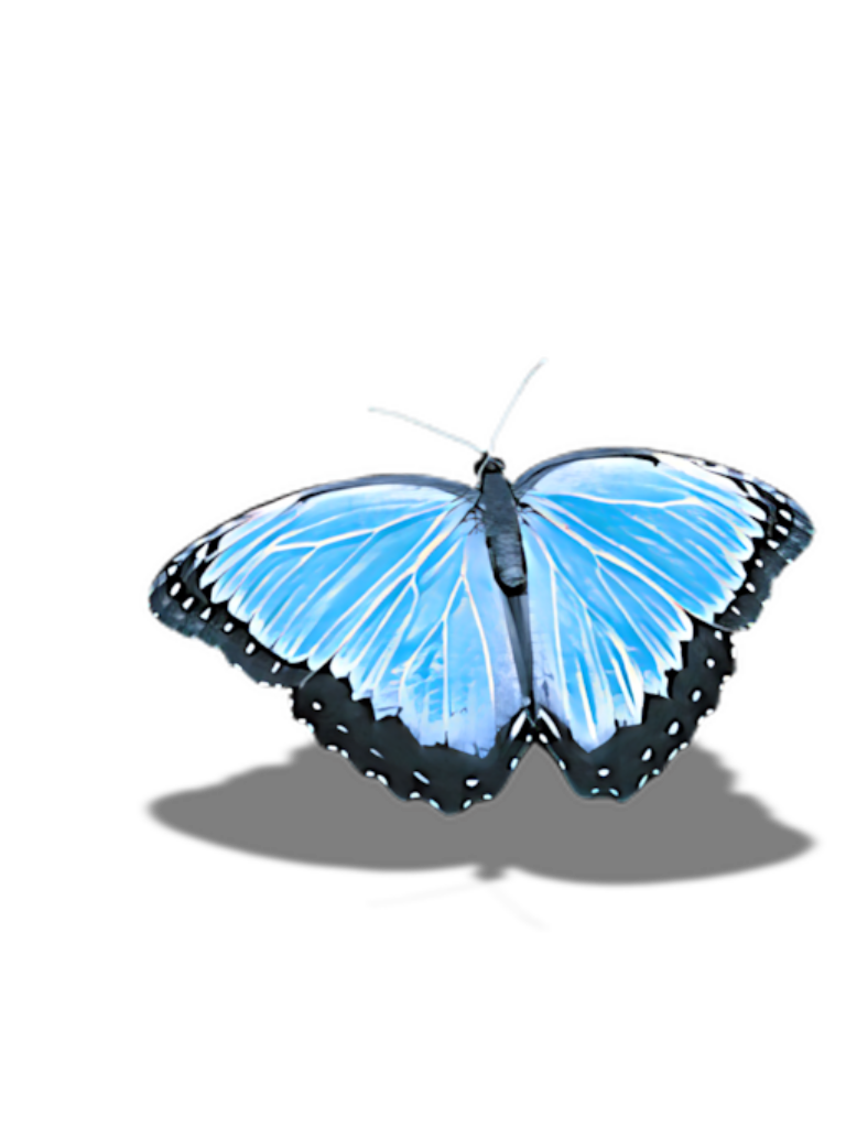 Vivid Blue Butterfly Wallpaper: Intricate Patterns on Black Background