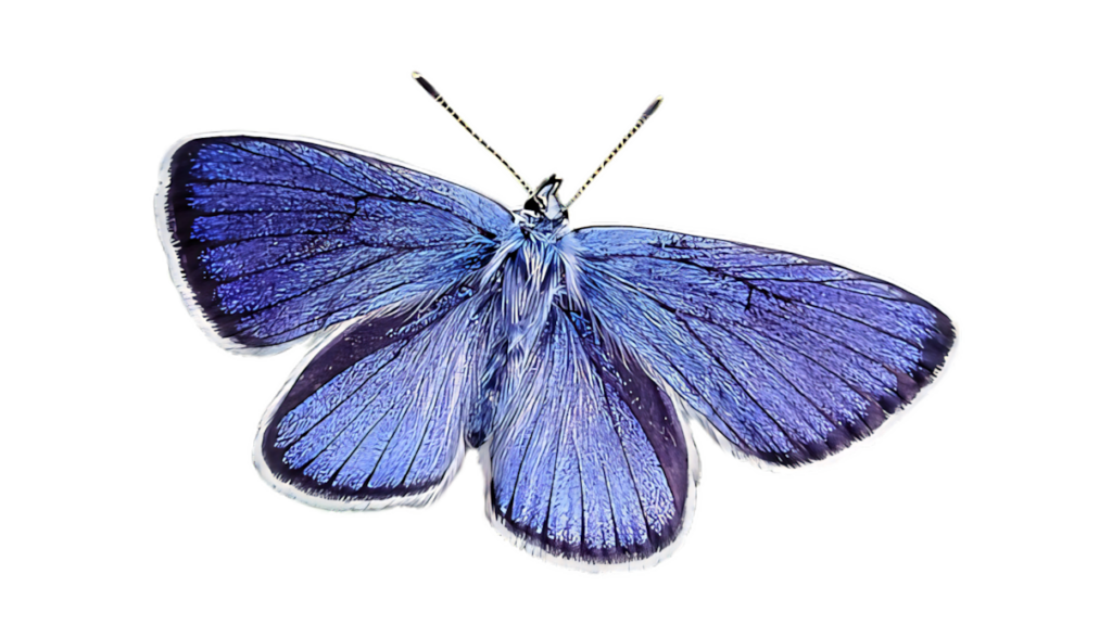 Stunning Blue Butterfly Wallpaper: Intricate Patterns on Black