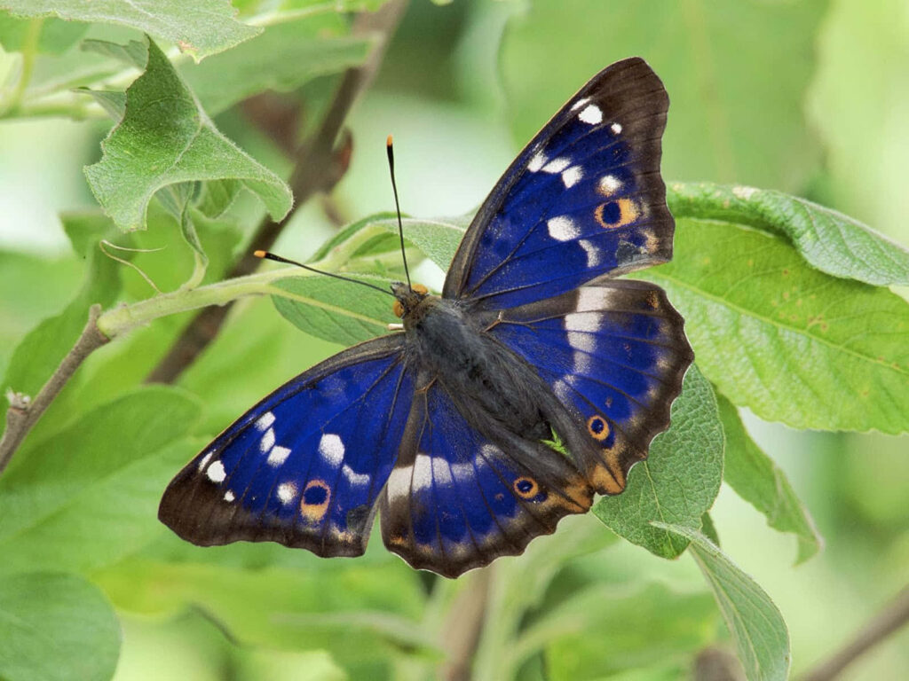 Vibrant Blue Butterfly Wallpaper: Nature's Beauty on a Leaf