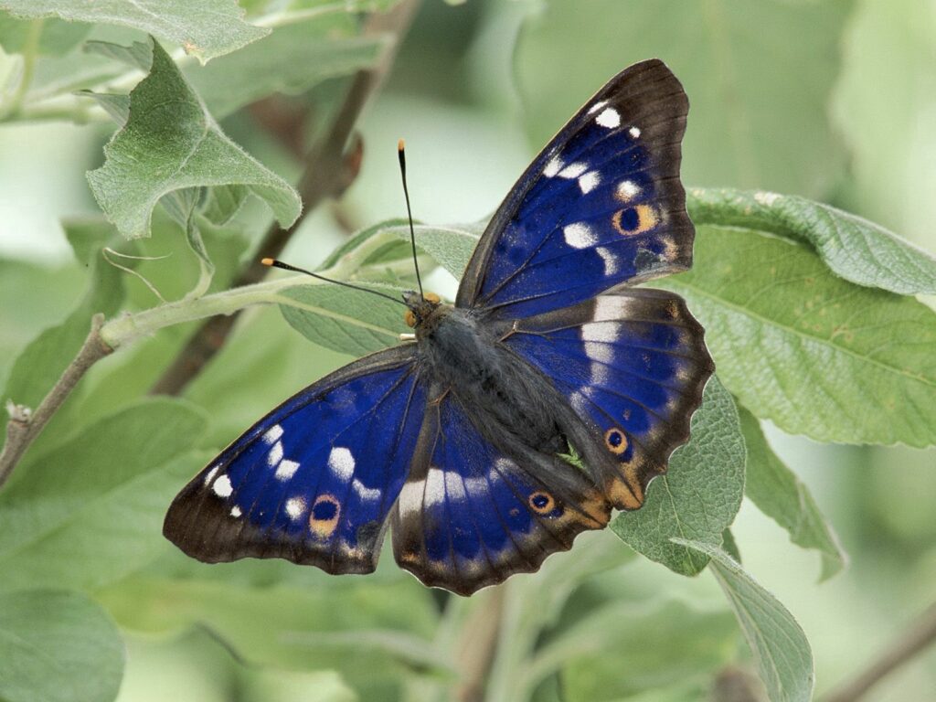 Vibrant Blue Butterfly on Green Leaves - Nature Wallpaper Background