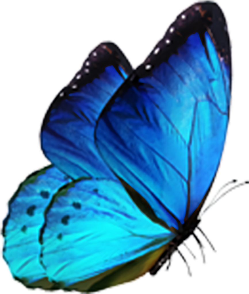Stunning Vibrant Blue Butterfly Wallpaper with Intricate Wing Details