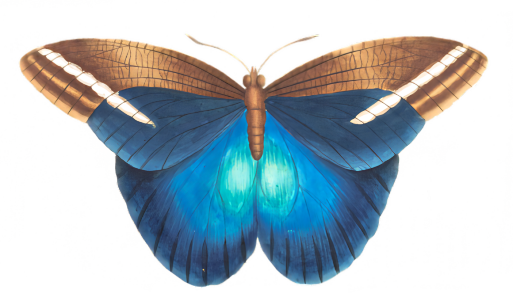 Vibrant Blue Butterfly Wallpaper with Intricate Wing Details