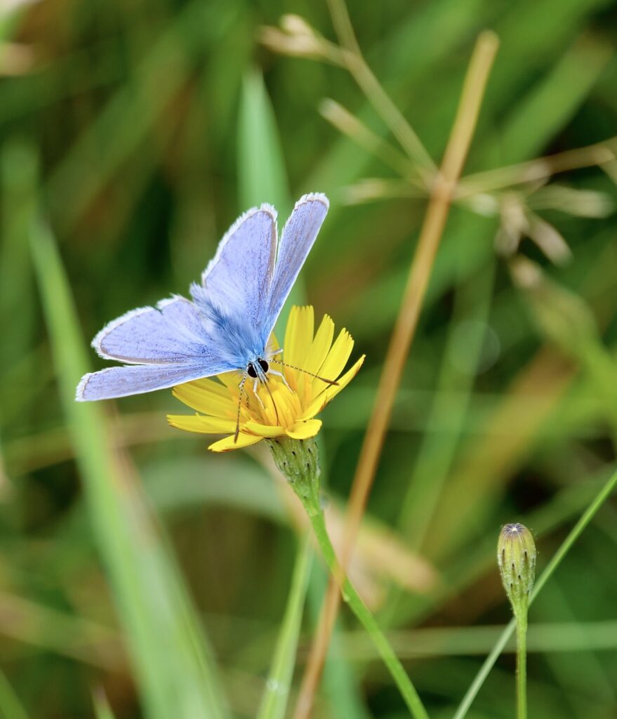 Vibrant Wallpaper: Blue Butterfly on Yellow Flower - Macro Focus