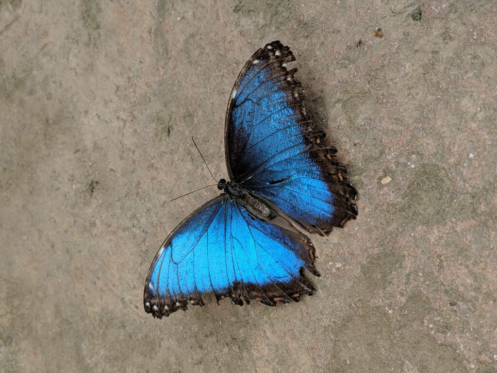 Serene Blue Butterfly Wallpaper: Intricate Pastel Design on Earthy Surface