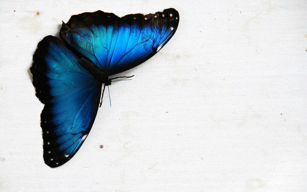 Vibrant Blue Butterfly Aesthetic Wallpaper on White Background