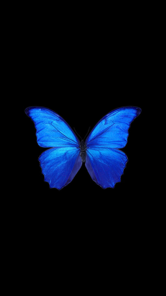 Vibrant Blue Butterfly Wallpaper on Black Background - Elegant Design