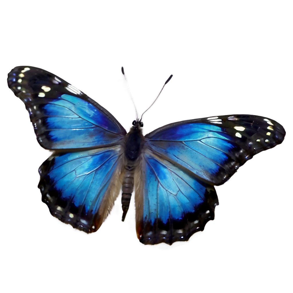Vibrant Blue Butterfly Wallpaper on Transparent Background - Striking Design