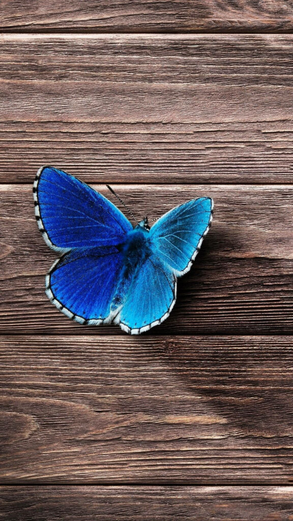 Vibrant Blue Butterfly iPhone Wallpaper on Rustic Wood Texture