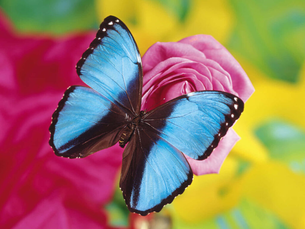 Blue Butterfly on Pink Rose - Vibrant Wallpaper Background