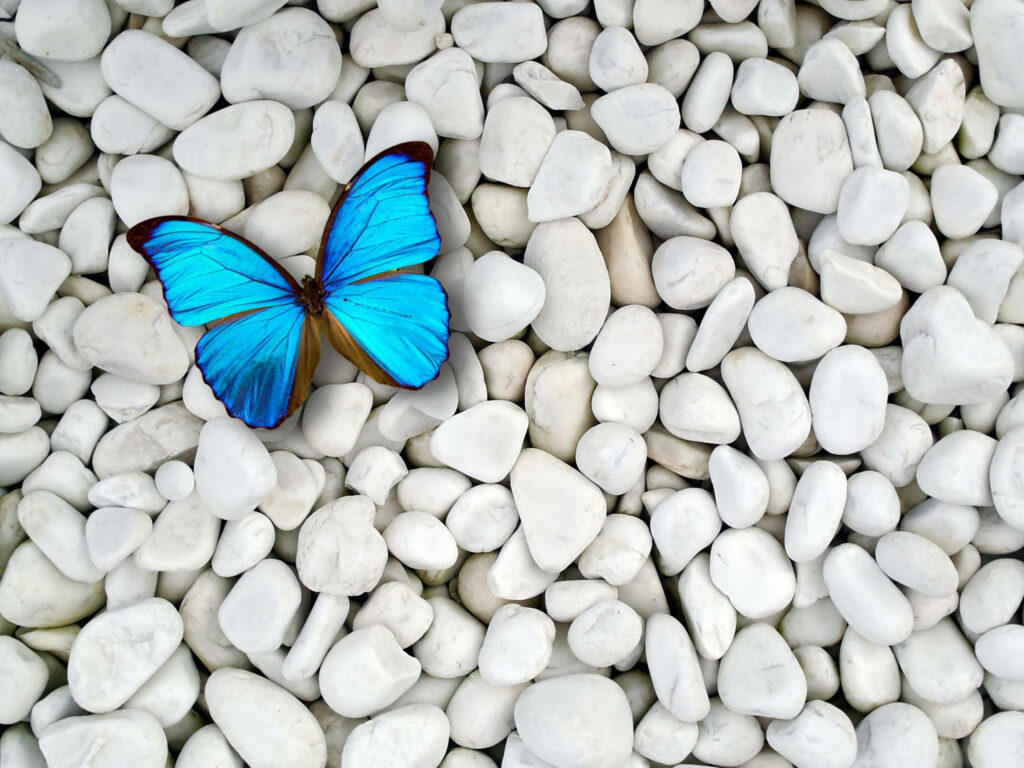 Serene Blue Butterfly on White Pebbles - Nature Wallpaper Background