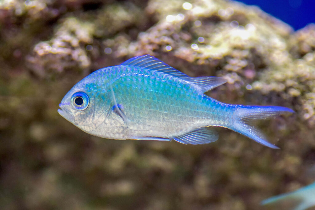 Vibrant Blue Chromis fish with shimmering scales swimming near coral underwater wallpaper background