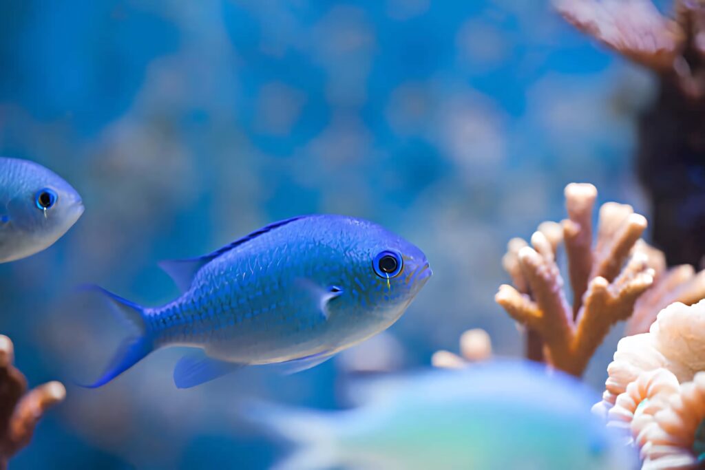 Vibrant Blue Chromis fish swim among colorful coral in a dreamy blue underwater scene wallpaper